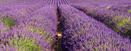 Valensole Valensole